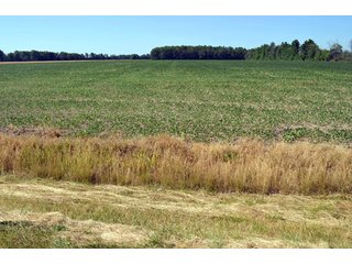 Property photo 28 - 108 +/- Acres Offered in 2 Tracts - Land Auction